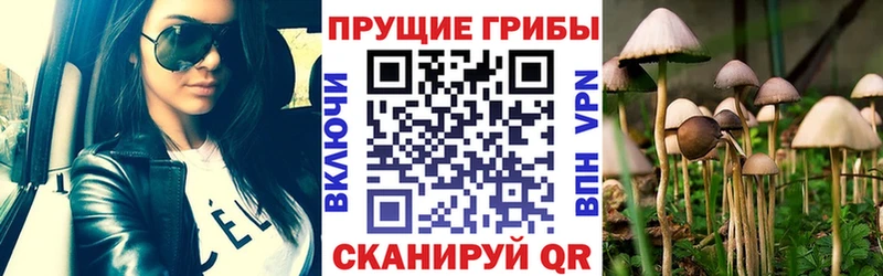 kraken ссылки  Оса  Псилоцибиновые грибы Psilocybe 
